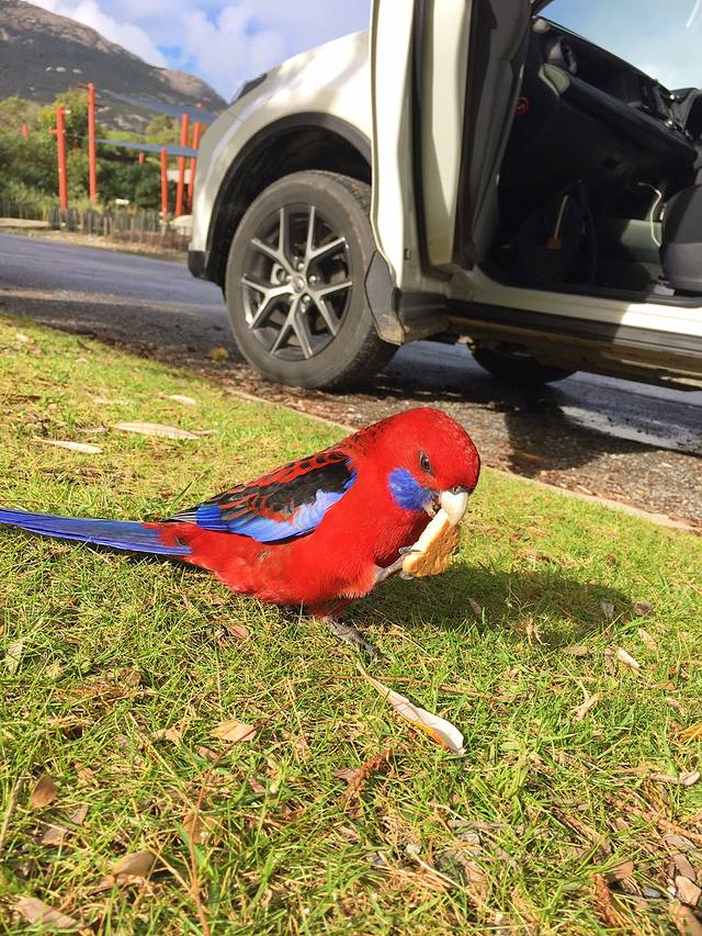 威尔逊岬国家公园