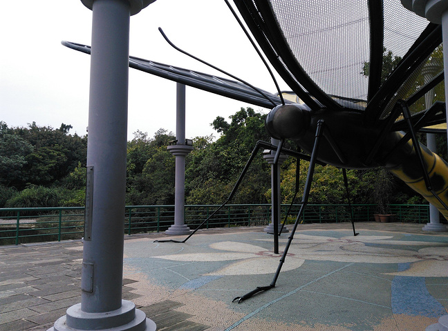 纺锤树这种树我还是在数学教材里见过