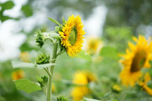永宁向日葵基地