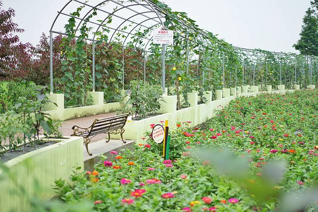 永宁向日葵基地