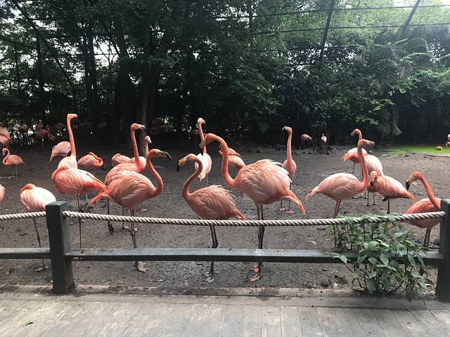 曼谷野生动物世界