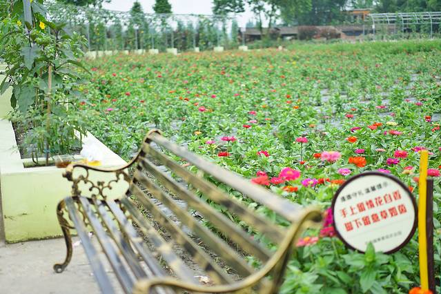 永宁向日葵基地