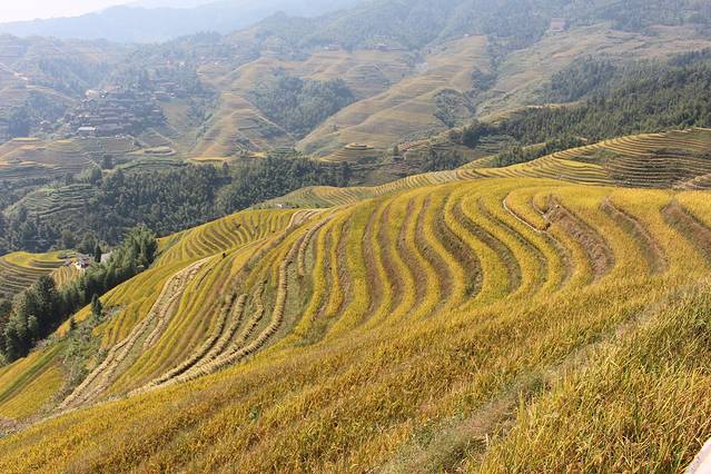 龙脊梯田风景名胜区-金坑梯田