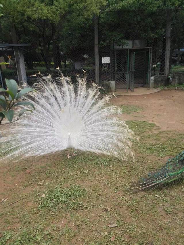 武汉九峰森林动物园