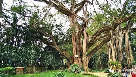 芒令独树成林旅游景点攻略图