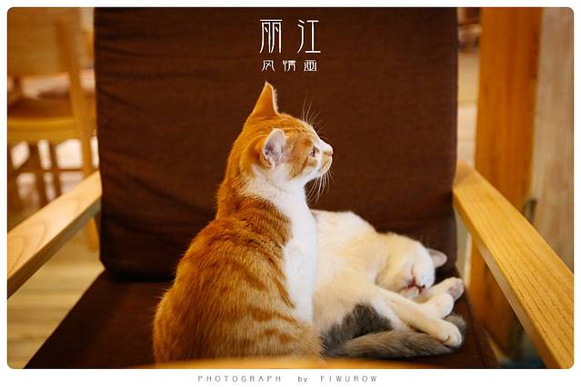 猫的天空之城概念书店(丽江古城店)