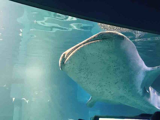 大阪水族馆