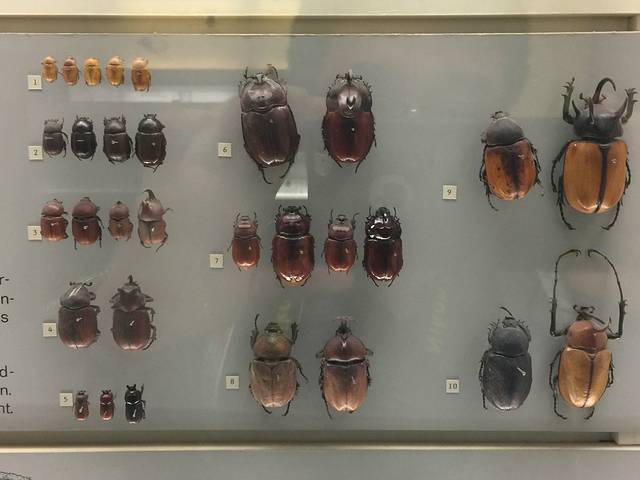 Senckenberg Natural History Museum (Naturmuseum Senckenberg)