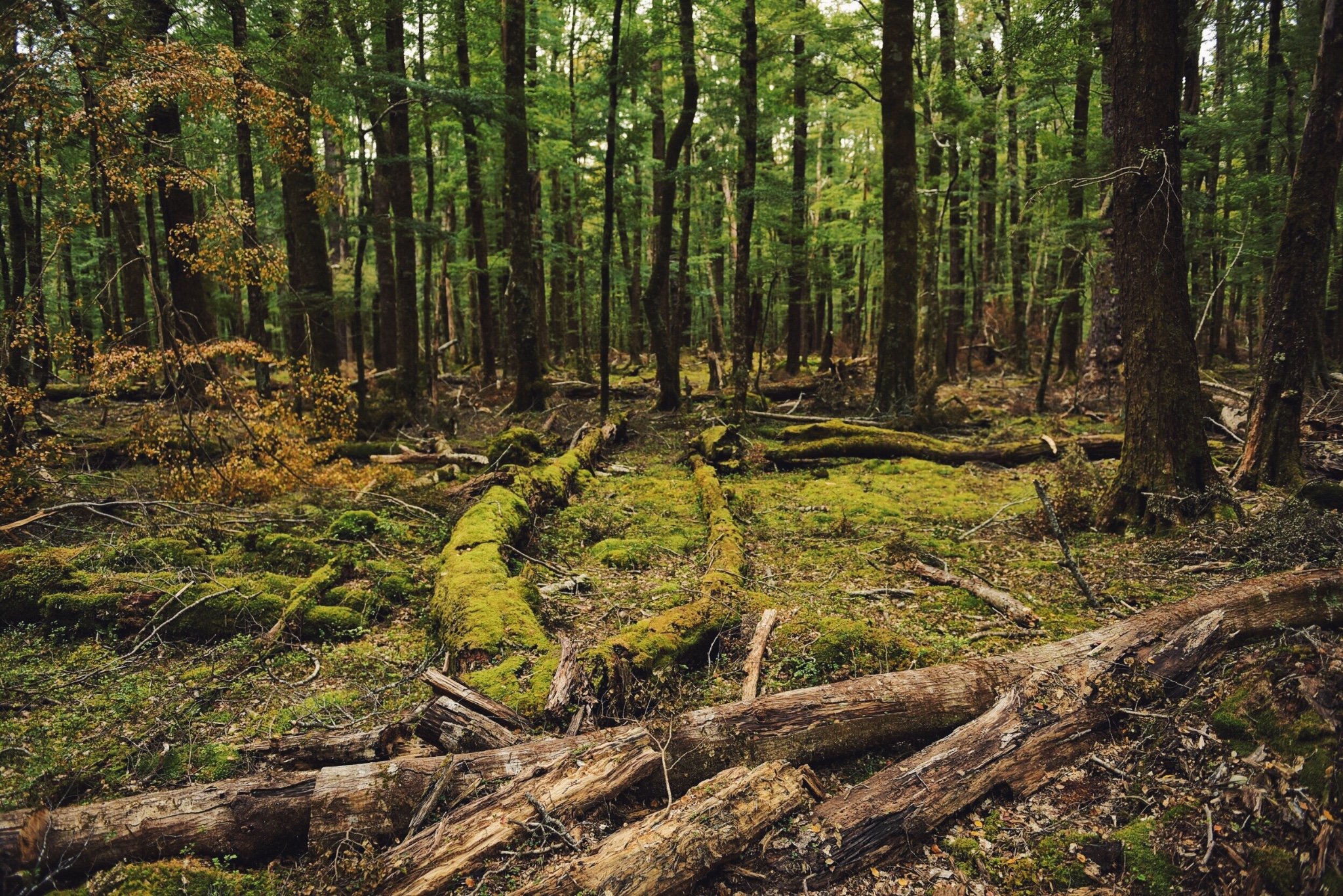 神秘寂静的丛林步道.