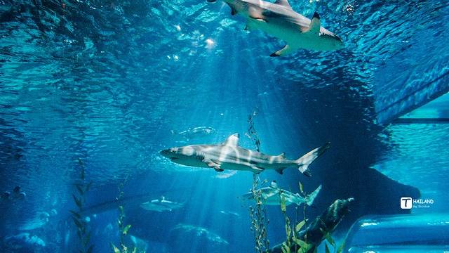 曼谷水族馆