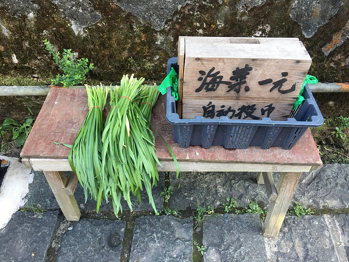 鼓岭亥菜像韭菜而不是韭菜,是鼓岭所特有的.