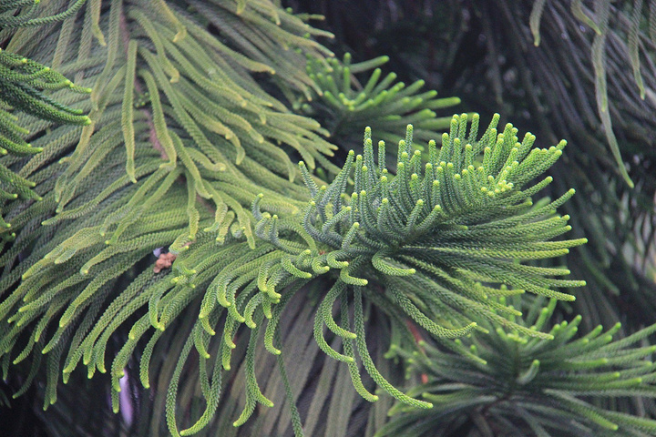 厦大是免费开放的,但是由于游客众多,为了不影