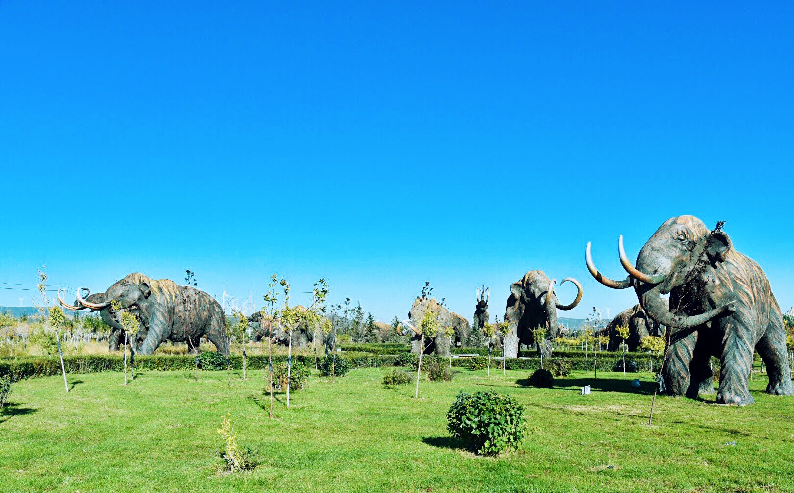 猛犸公园背后的猛犸巨象是不是特别宏伟~远处更能看到山坡上成片的