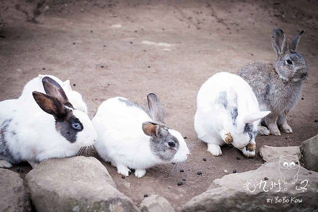 能古岛露营村、海水浴场