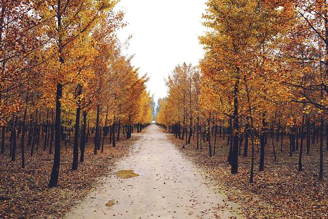 张各庄村银杏林