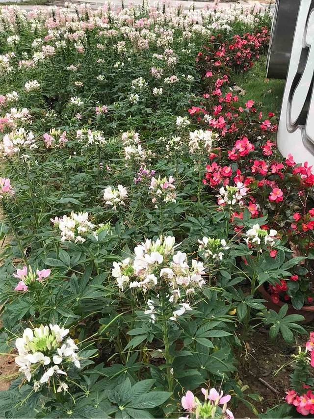 新余今日百花欢乐大世界