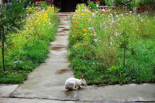 中路藏寨古碉群