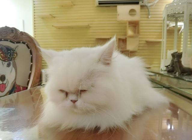 more than meow吴止猫主题餐厅(公馆店)