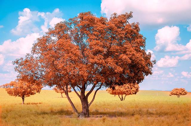 科尔沁国家级自然保护区