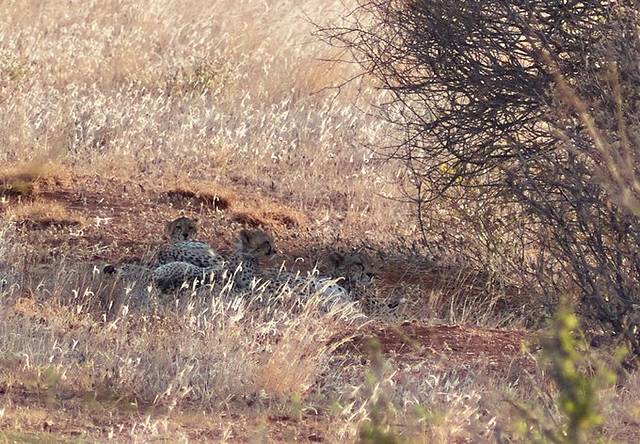 桑布鲁野生动物保护区