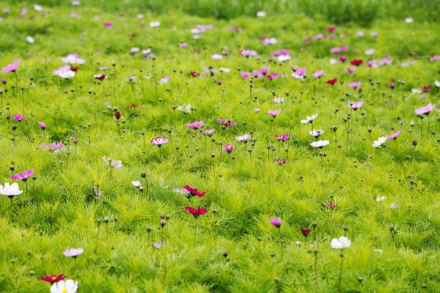 青海湖藏族民俗博物馆