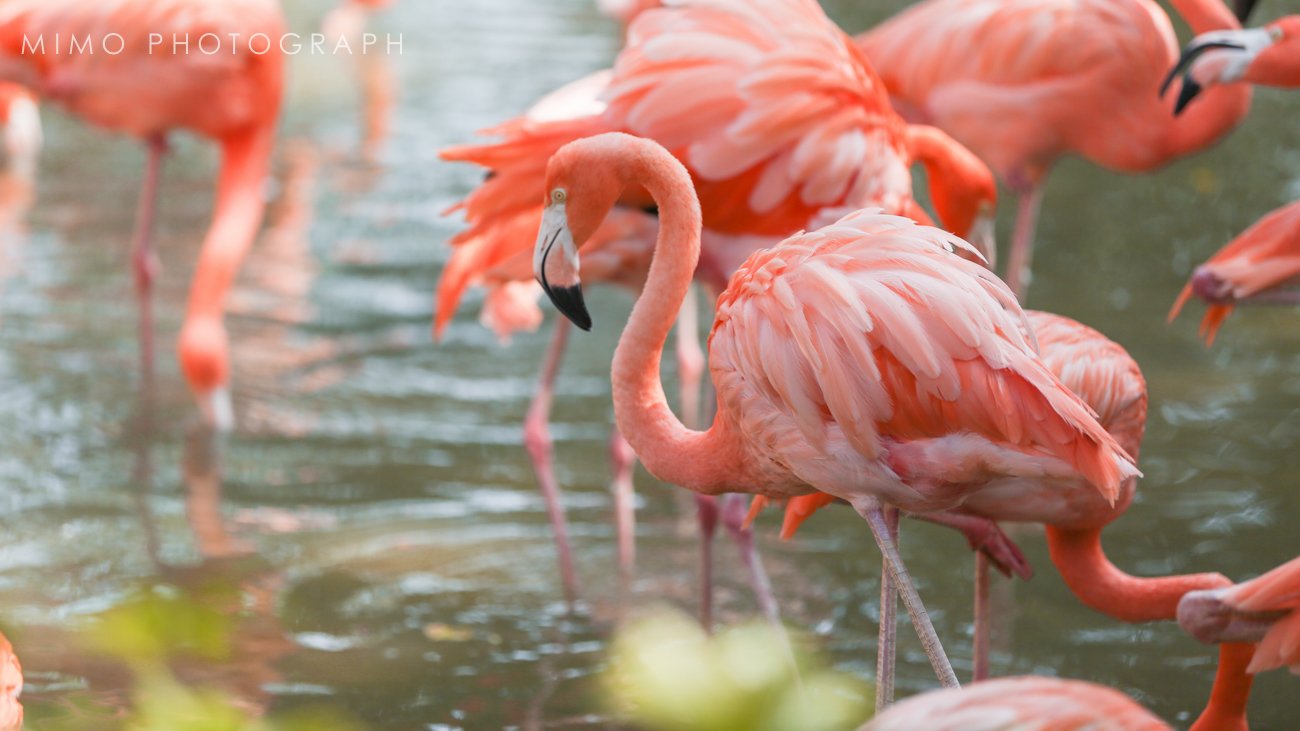 在酒店偶尔翻房间里的旅行介绍时,发现原来星湖湿地公园里有个火烈鸟