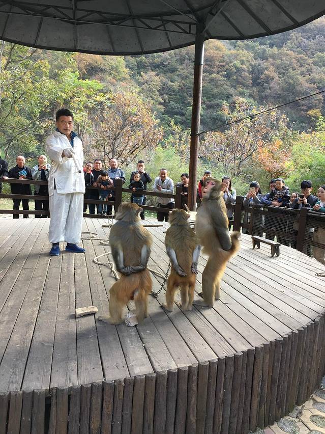 猕猴谷-猕猴表演区
