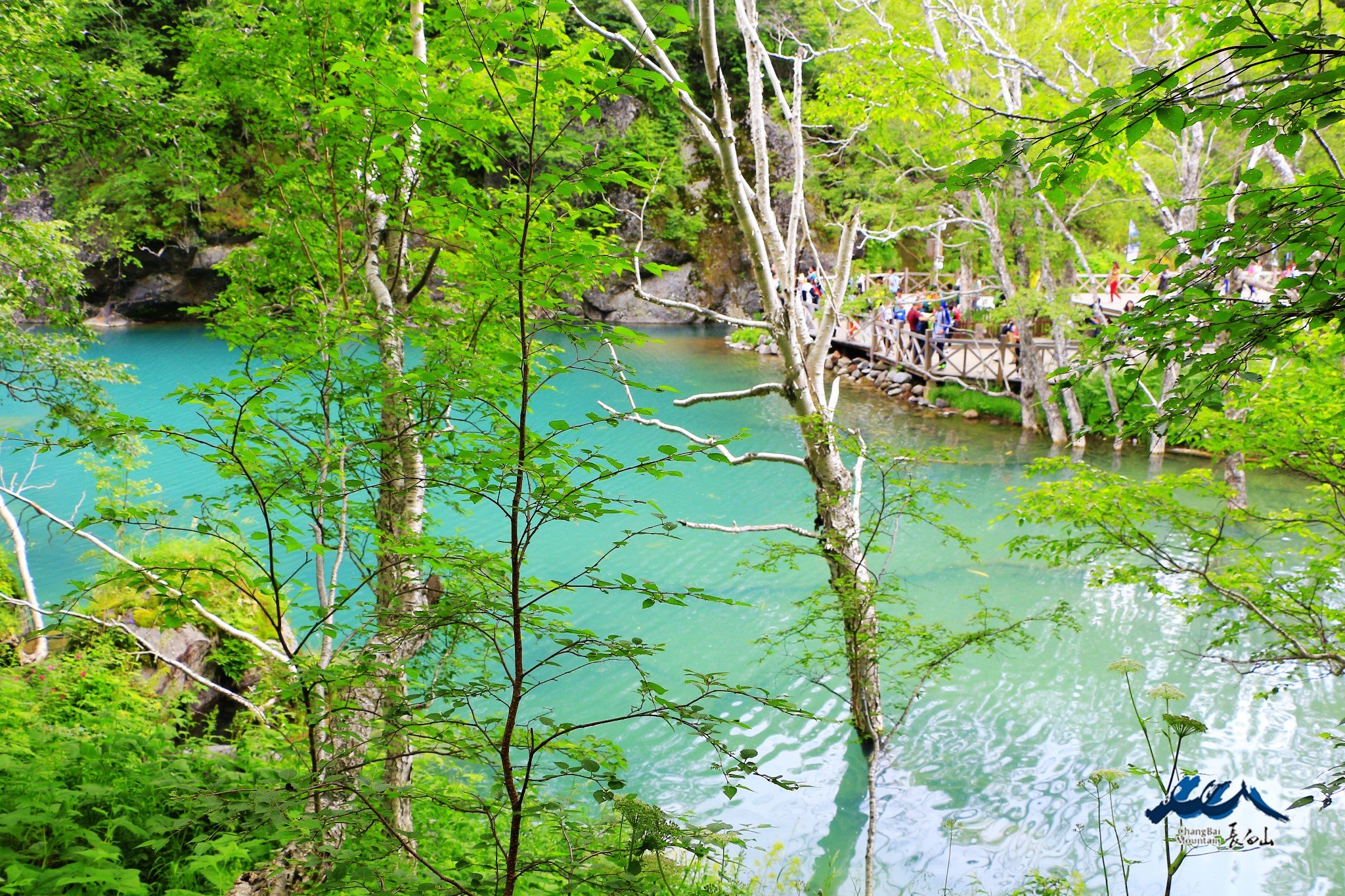 绿渊潭位于岳桦林带因岳桦荫翳潭水碧绿深窘而得名水美在于绿在于清在