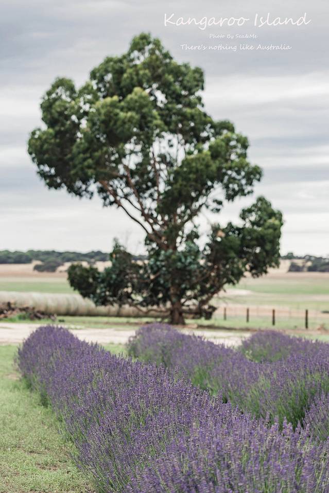 鸸鹋湾薰衣草花田