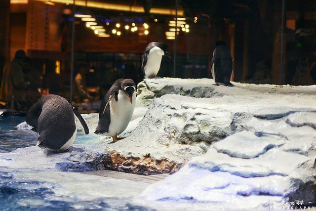 珠海长隆企鹅酒店•帝企鹅自助餐厅