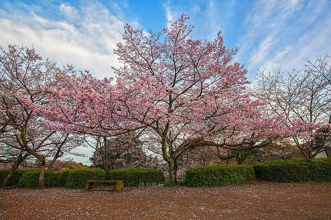 相机里的三月,只装的下樱花,旅行中的三月,只有日本-东京旅游攻略