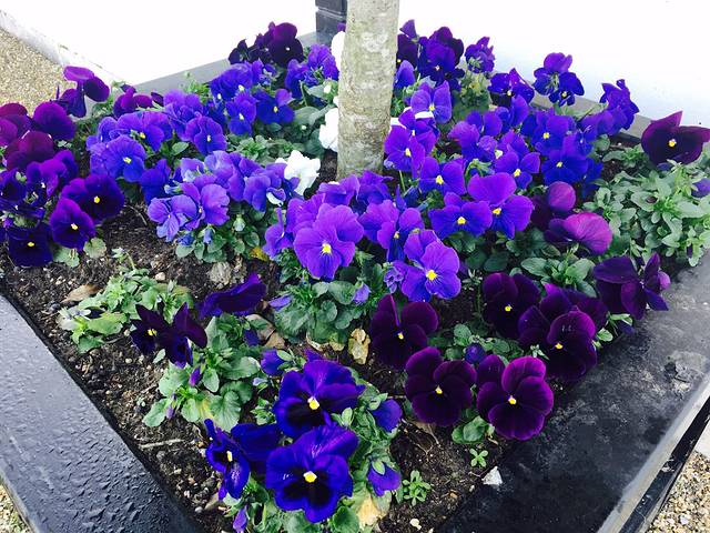 旧皇家海军学院