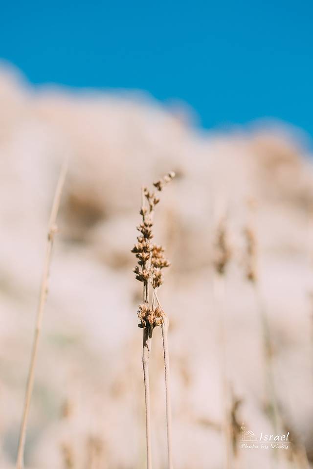Ein Gedi Botanical Garden