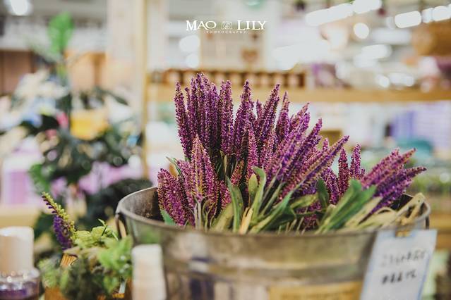 玉原薰衣草公园