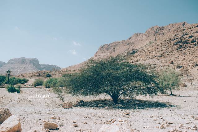 Ein Gedi Botanical Garden