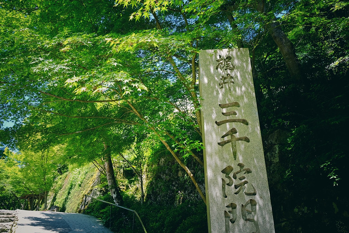 三千院的绣球花几乎都是蓝色为主,第一次看到这么大片的绣球花已经很震撼了