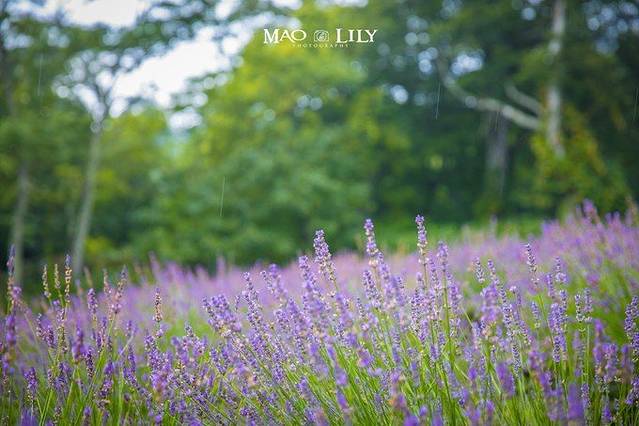 玉原薰衣草公园