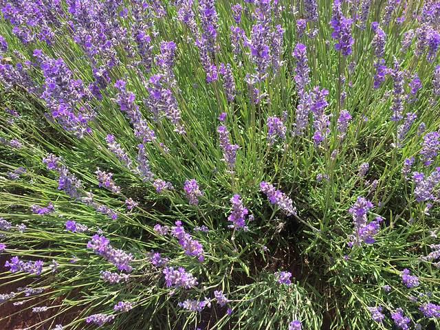 飘丝薰衣草庄园