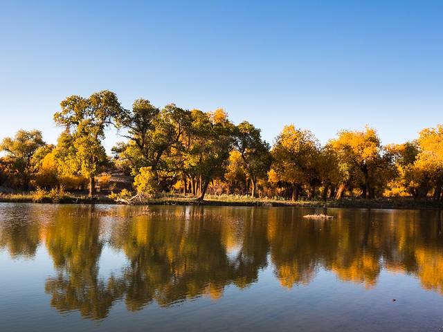 额济纳旗弱水·金沙湾胡杨林风景区
