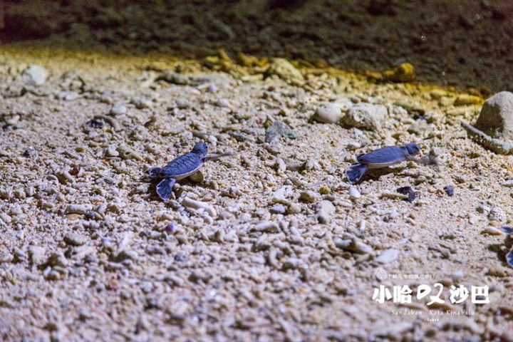"全程禁止使用闪光灯拍照，不能用手阻碍小海龟下海，就连浮潜的区域都有专门的限制，三个海龟岛只能对..._海龟岛国家公园"的评论图片