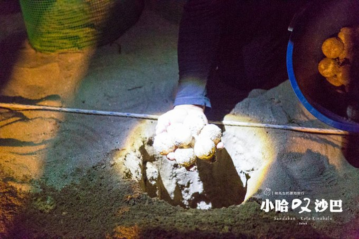 "全程禁止使用闪光灯拍照，不能用手阻碍小海龟下海，就连浮潜的区域都有专门的限制，三个海龟岛只能对..._海龟岛国家公园"的评论图片