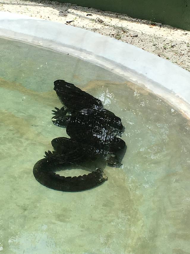 兰卡威鳄鱼公园