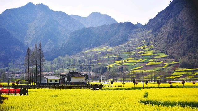 汉中油菜花海
