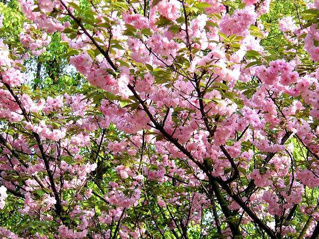 石峰公园的樱花园蔷薇园里开满了白色和粉红色的樱花图片来自网络图片