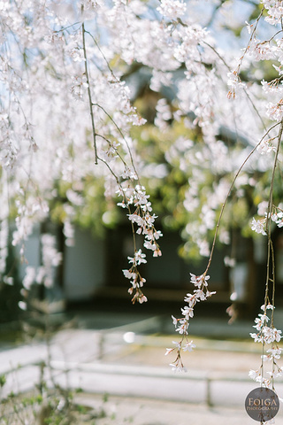 21京都植物园是日本老法师们最爱的地方 即使看不到樱花 这里其它花品种也很丰富哦 绝对值得一去哦 京都府立植物园 评论 去哪儿攻略