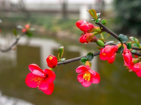 棠湖公园旅游景点图片