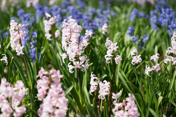 最爱的地方,即使看不到樱花,这里其它花品种也