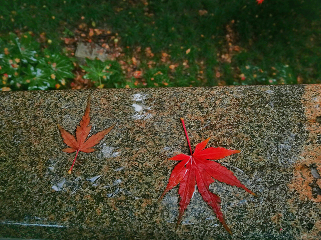 "西湖真的很大，许多景点虽然都在西湖畔，却相距甚远。比如雷峰塔和断桥就隔着一汪碧绿的湖水，两两相望_雷峰塔"的评论图片