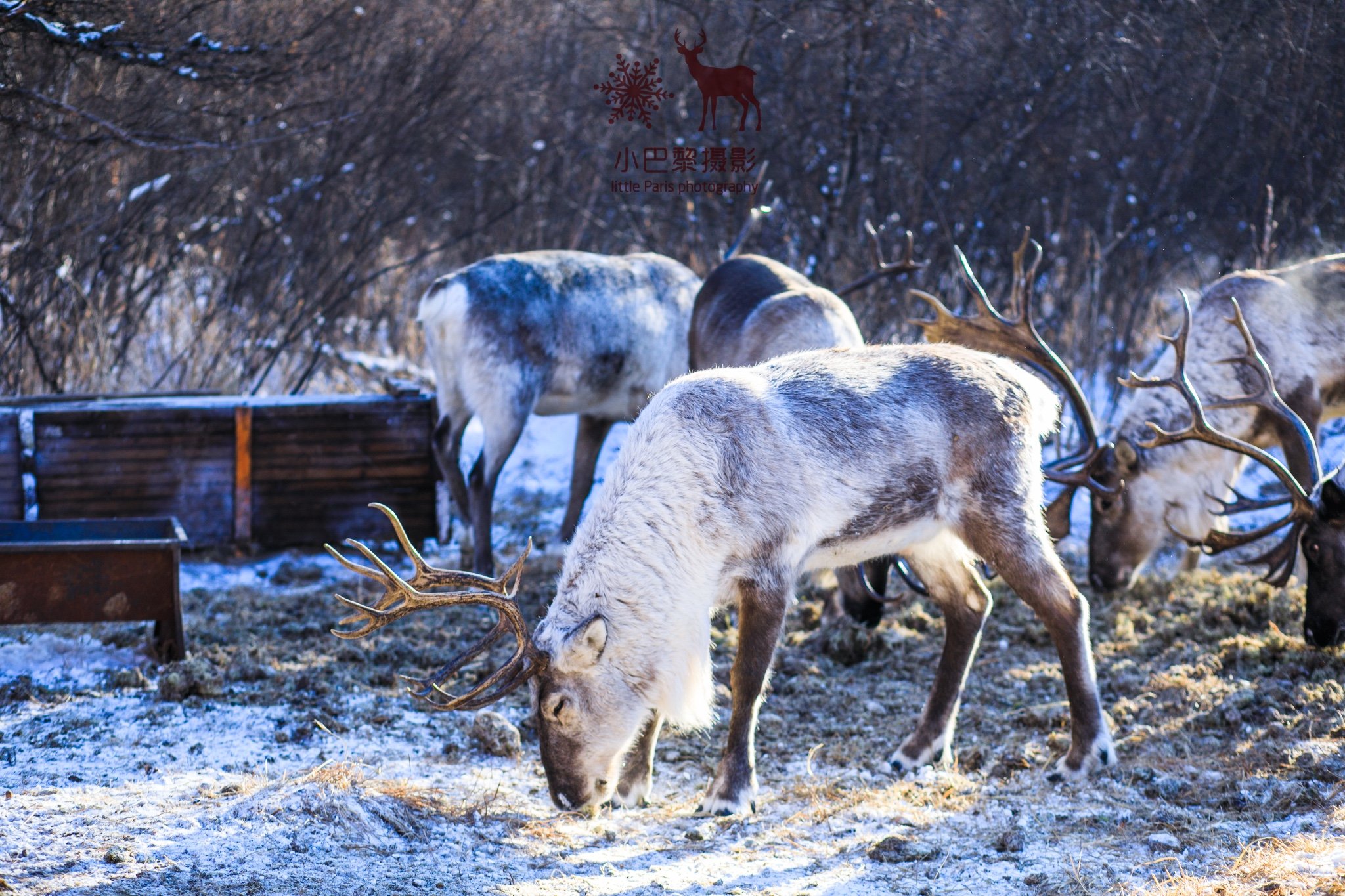 2024敖鲁古雅驯鹿之乡游玩攻略,我觉得也很好看喃.but,我们.