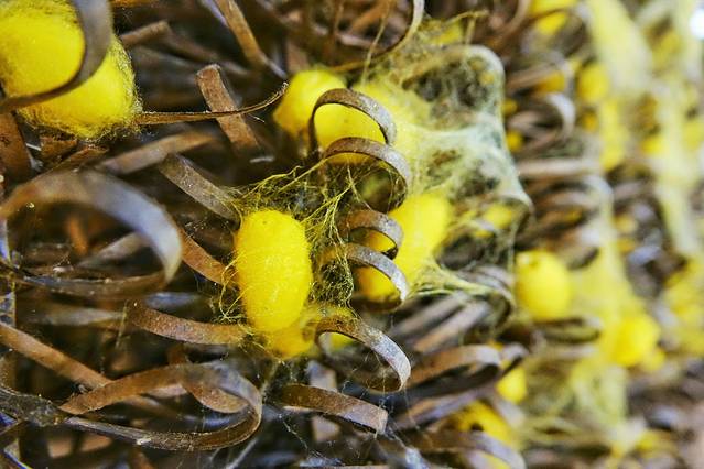 南国丝都丝绸博物馆